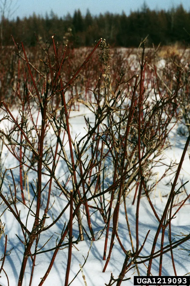 Western Dogwood (Cornus Nuttallii) — which encircle tiny clusters of true flowers; originating from the western United States and Canada, image 93