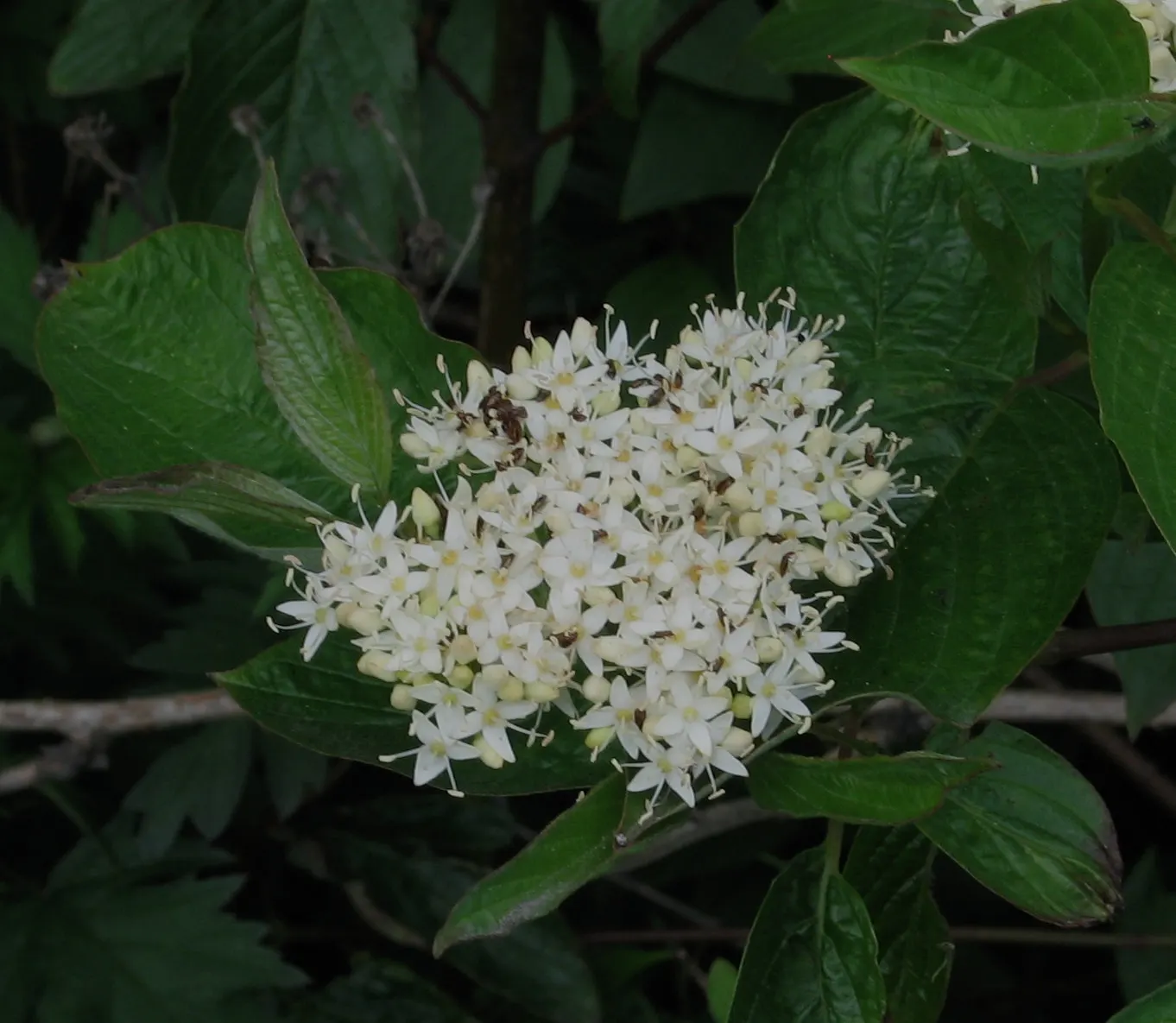 Western Dogwood (Cornus Nuttallii) — tree with white blooms; it thrives best in well-drained, image 79