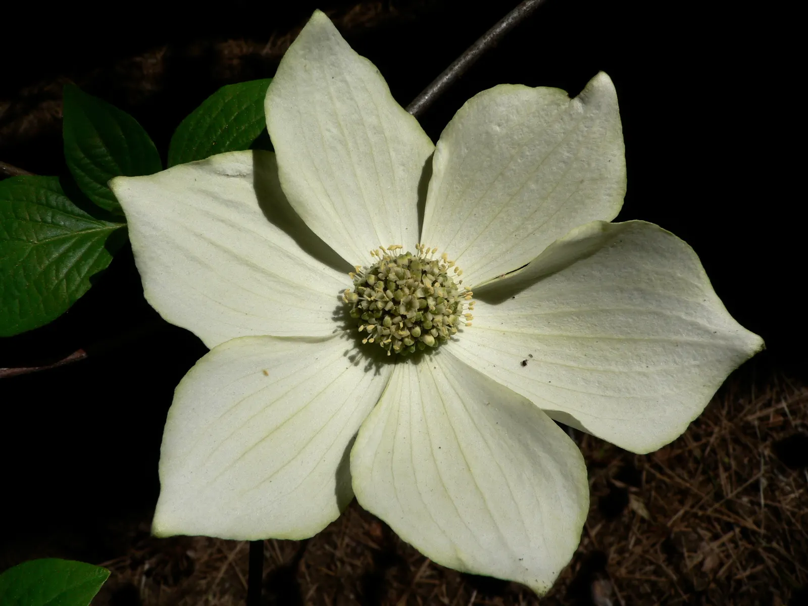 Western Dogwood (Cornus Nuttallii) — with a preference for some afternoon shade in the hotter climates; the Western Dogwood (Cornus nuttallii) is a prized