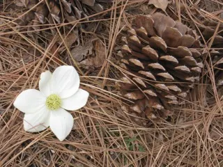 Western Dogwood (Cornus Nuttallii) — These bracts can span up to 6 inches across; foliage transforms into a vivid display of reds and purples, image 74