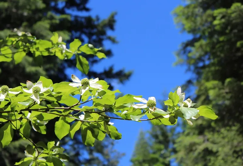 Western Dogwood (Cornus Nuttallii) — foliage transforms into a vivid display of reds and purples; it boasts a striking spring display of white to, image 75
