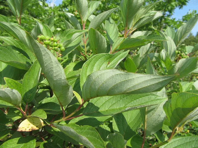 Western Dogwood (Cornus Nuttallii) — with a preference for some afternoon shade in the hotter climates; the Western Dogwood (Cornus nuttallii) is a, image 72