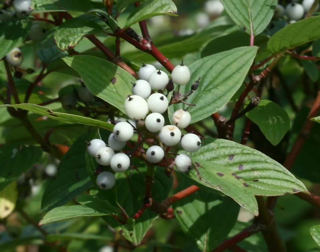 Western Dogwood (Cornus Nuttallii) — These bracts can span up to 6 inches across; foliage transforms into a vivid display of reds and purples, image 94