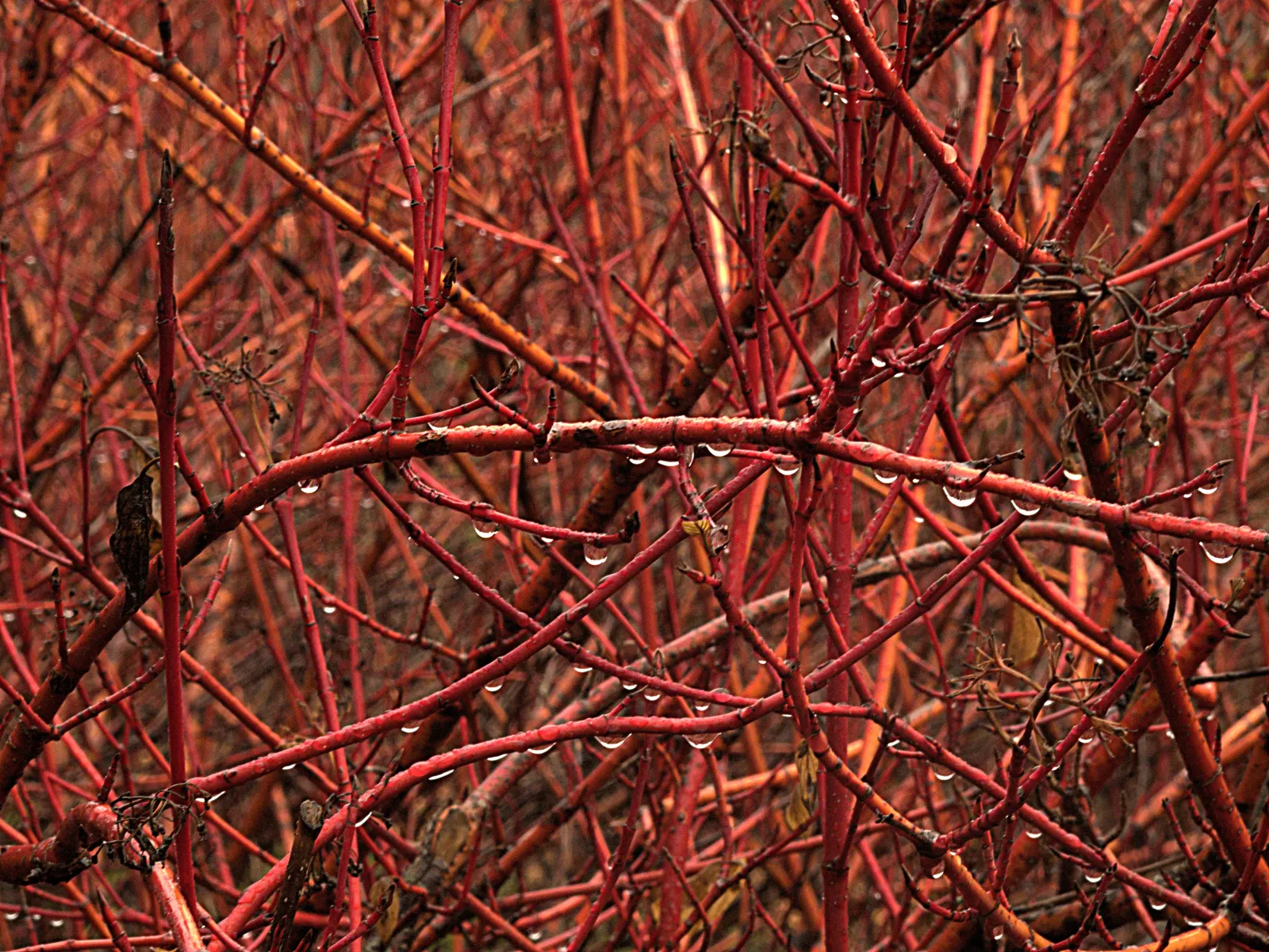 Western Dogwood (Cornus Nuttallii) — It reaches 15-30 feet in height and spreads 15-25 feet; prefers moist, well-drained acidic soil, image 84