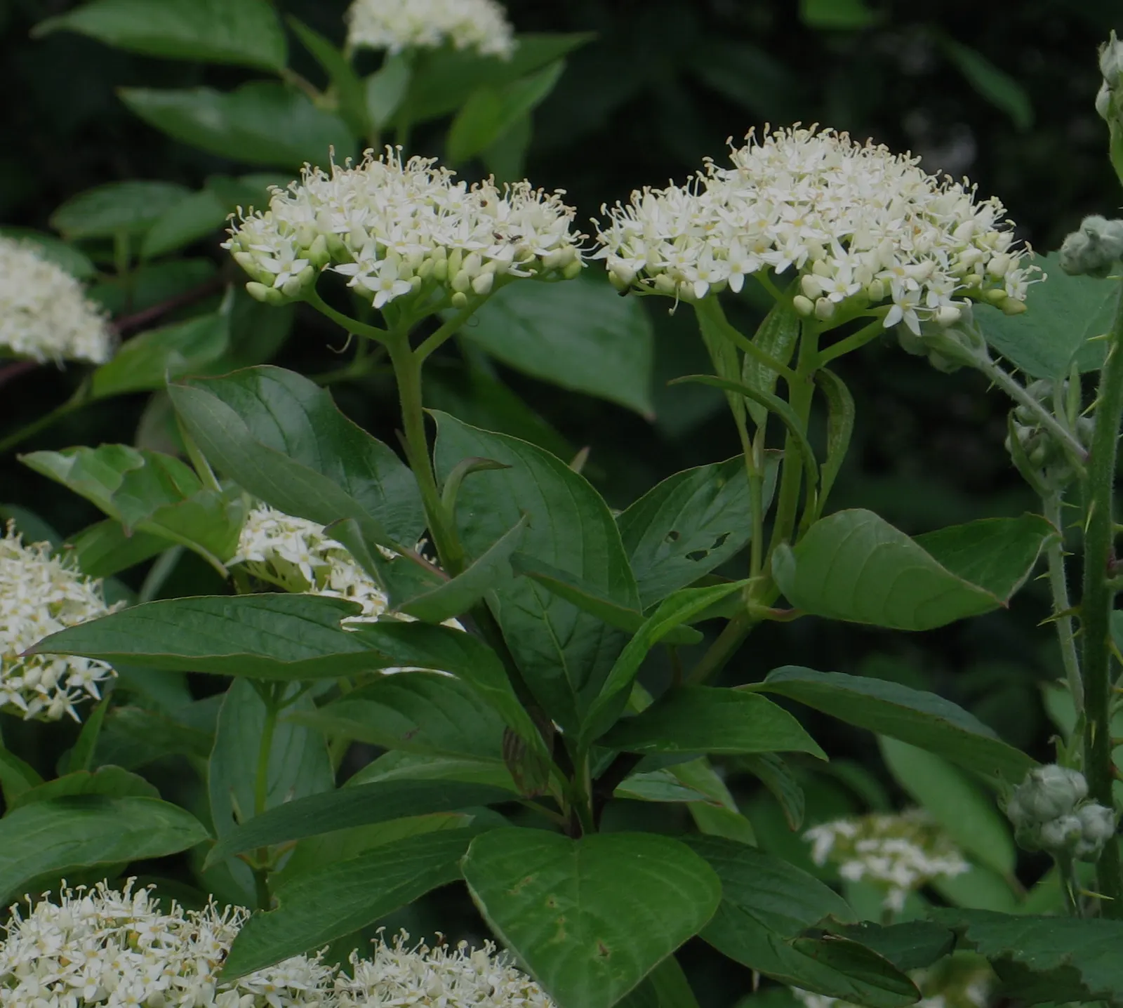 Western Dogwood (Cornus Nuttallii) — white flowers in the garden; in the fall, foliage turns vibrant red-purple, complemented by bright red berries, image 78