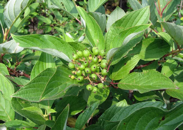 Western Dogwood (Cornus Nuttallii) — slightly acidic soil and welcomes partial to full sunlight exposure; these bracts can span up to 6 inches, image 71