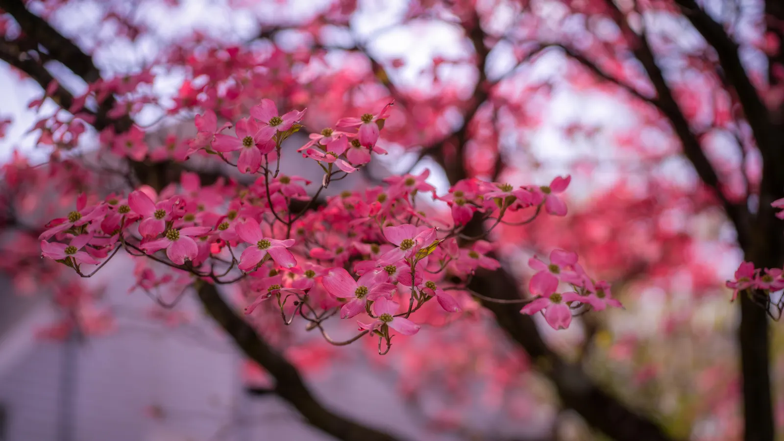 Western Dogwood (Cornus Nuttallii) — tree for full or half; regular watering and mulching will help maintain its health and enhance its beauty, image 80