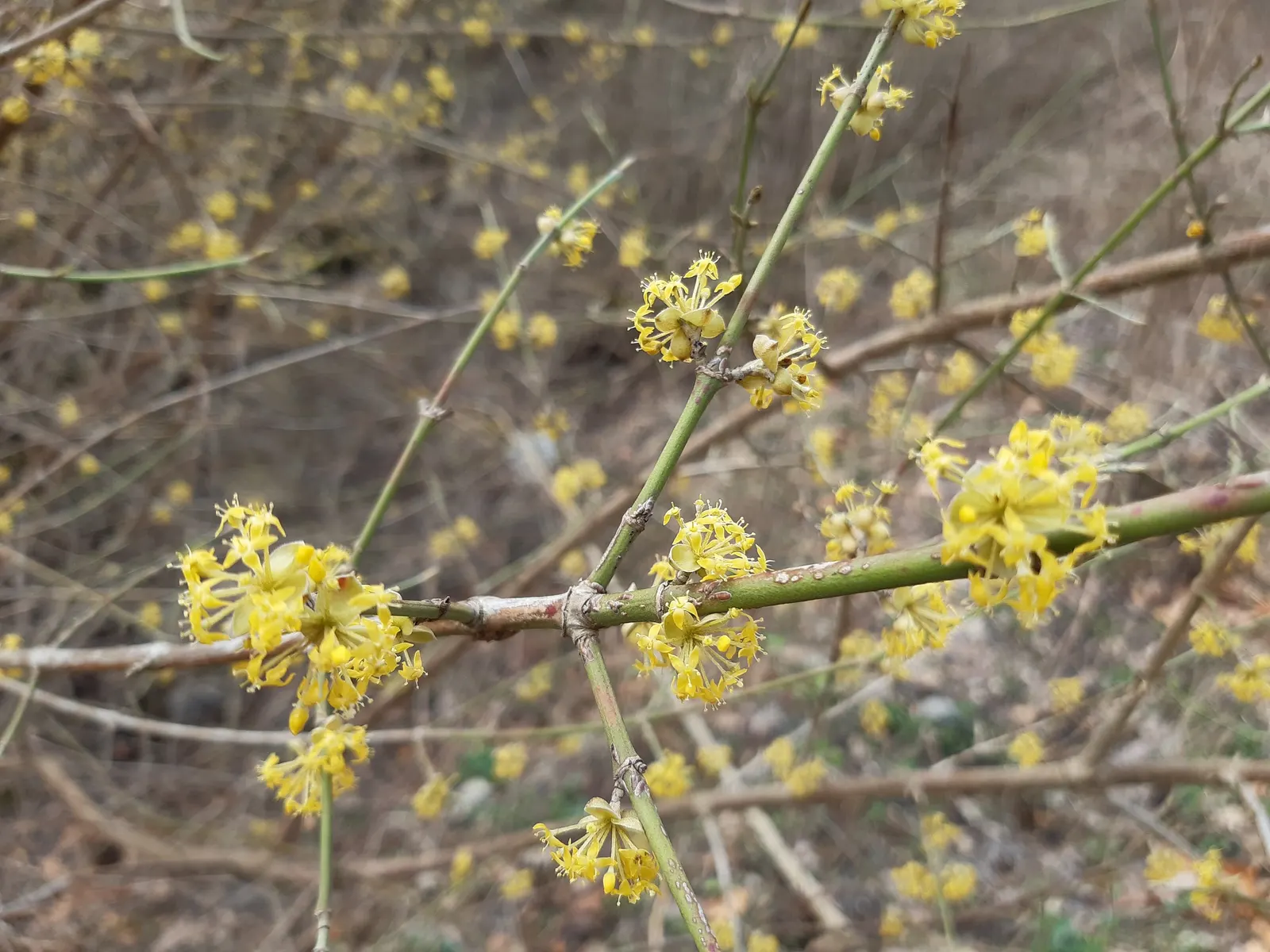 Western Dogwood (Cornus Nuttallii) — the tree's structure can provide a commanding presence in the landscape; tree for full or half