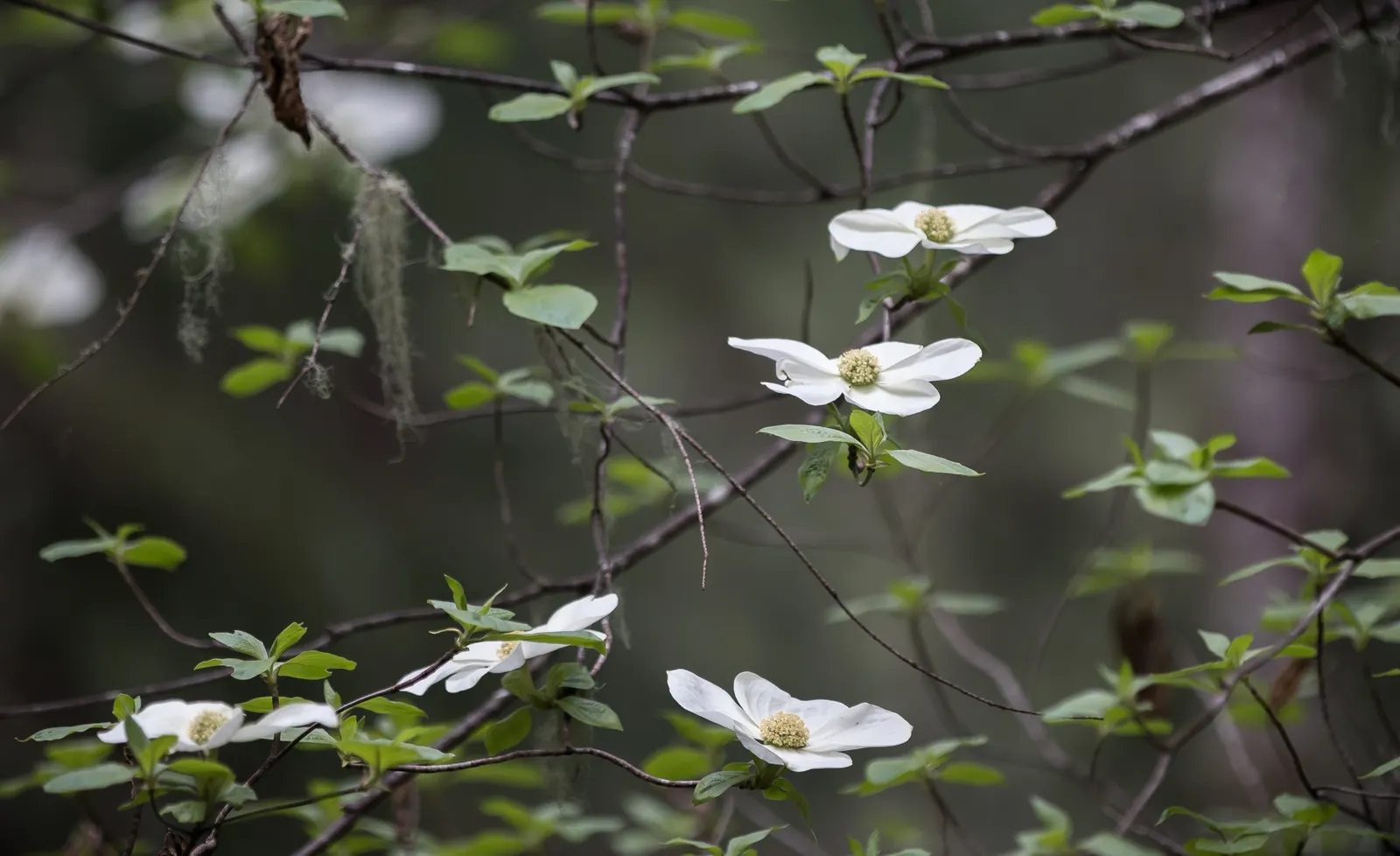 Western Dogwood (Cornus Nuttallii) — It reaches 15-30 feet in height and spreads 15-25 feet; prefers moist, well-drained acidic soil