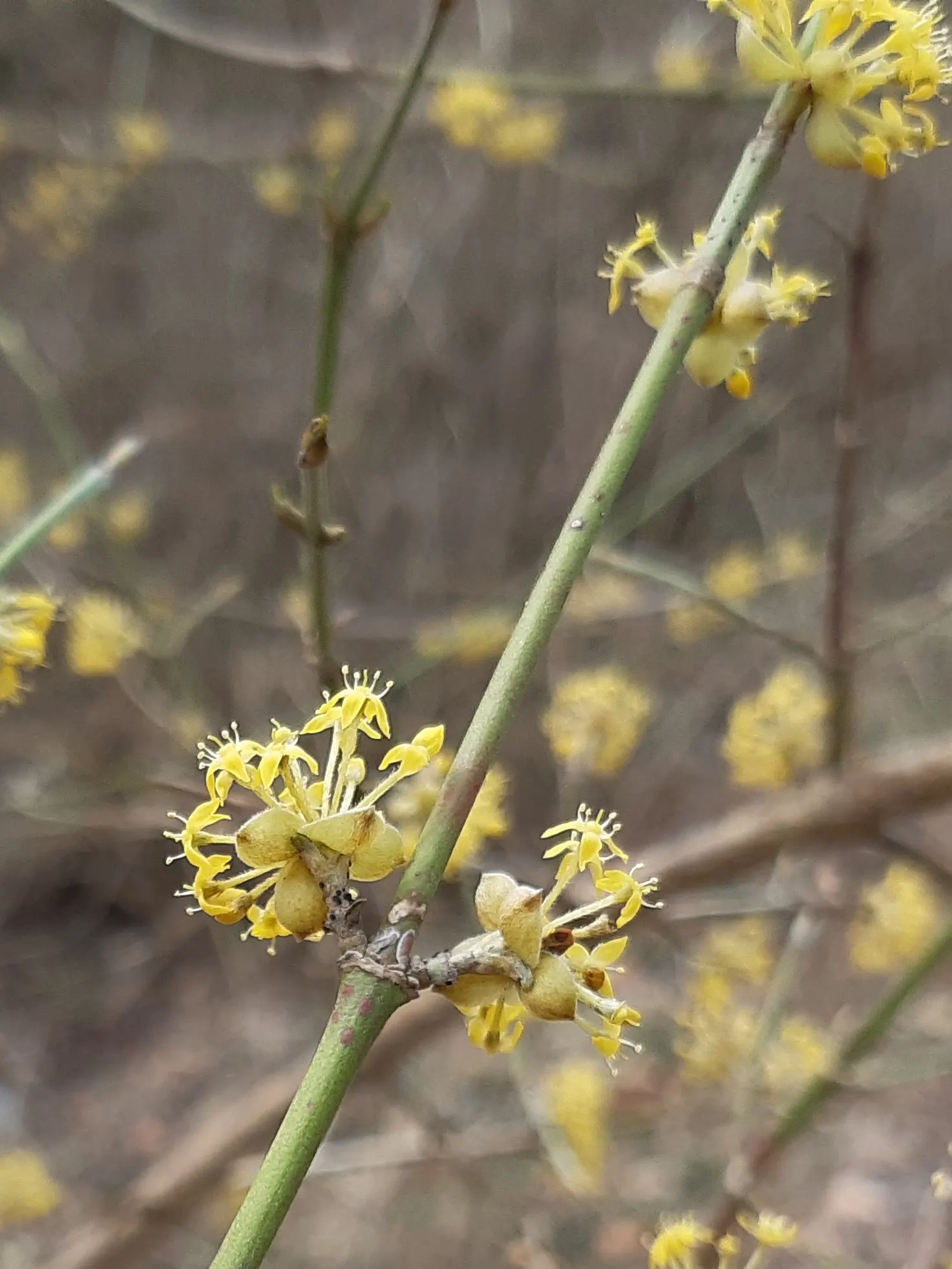 Western Dogwood (Cornus Nuttallii) — commonly referred to as the Western Dogwood or Pacific Dogwood; moderate growth rate and partial to full sun exposure