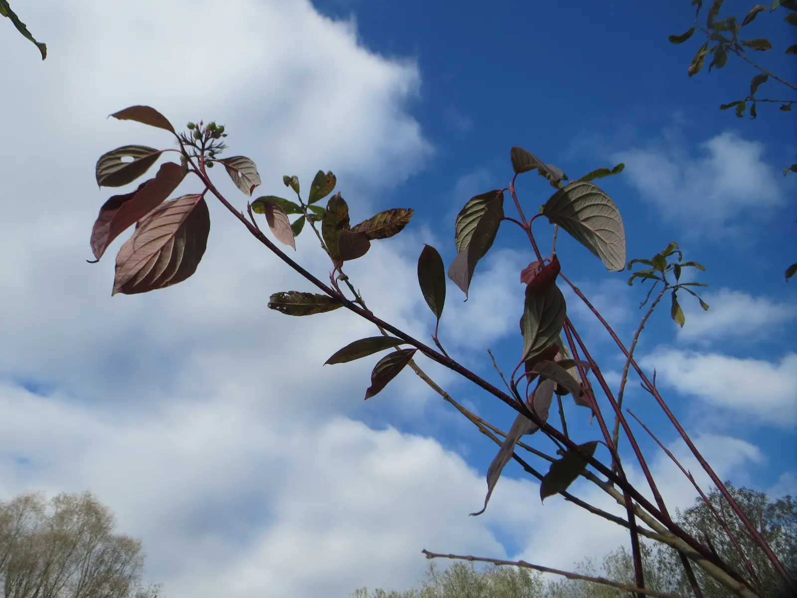 Western Dogwood (Cornus Nuttallii) — accompanied by bright red