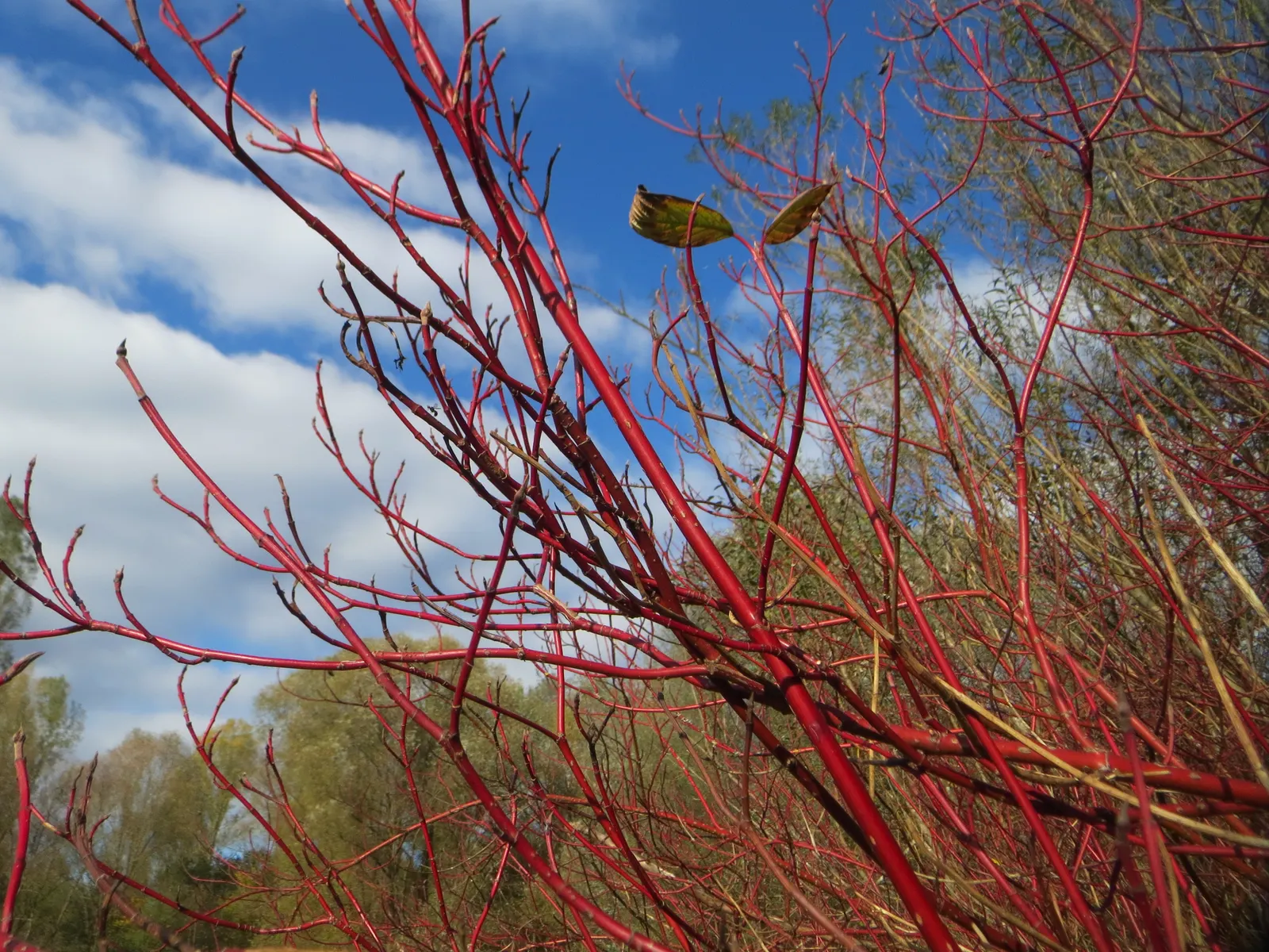 Western Dogwood (Cornus Nuttallii) — white flowers in the garden