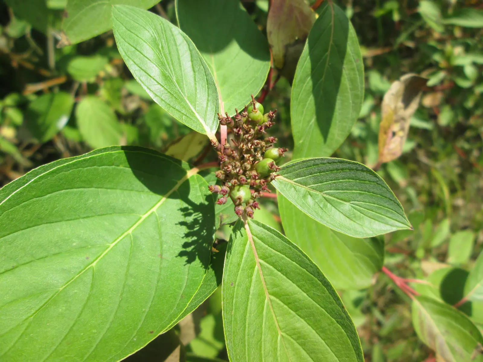 Western Dogwood (Cornus Nuttallii) — slightly acidic soil and welcomes partial to full sunlight exposure