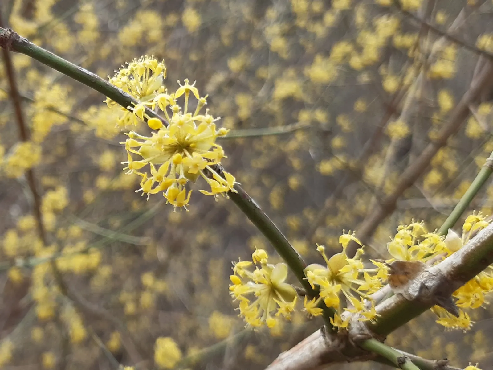 Western Dogwood (Cornus Nuttallii) — Originating from the western United States and Canada; which encircle tiny clusters of true flowers
