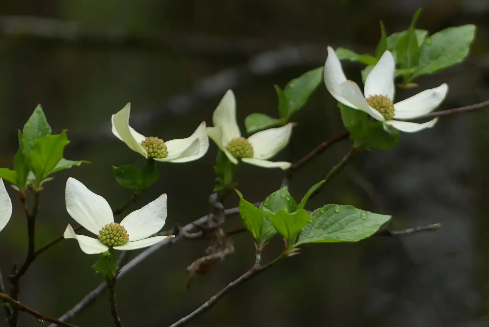 Western Dogwood (Cornus Nuttallii) — Prefers moist, well-drained acidic soil; with a preference for some afternoon shade in the hotter climates, image 105