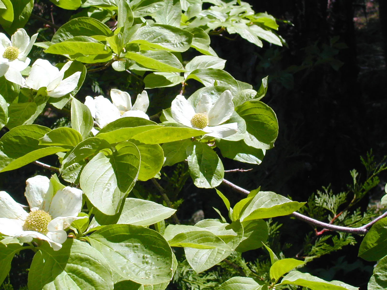 Western Dogwood (Cornus Nuttallii) — In the fall, foliage turns vibrant red-purple, complemented by bright red berries; white flowers in the garden, image 103