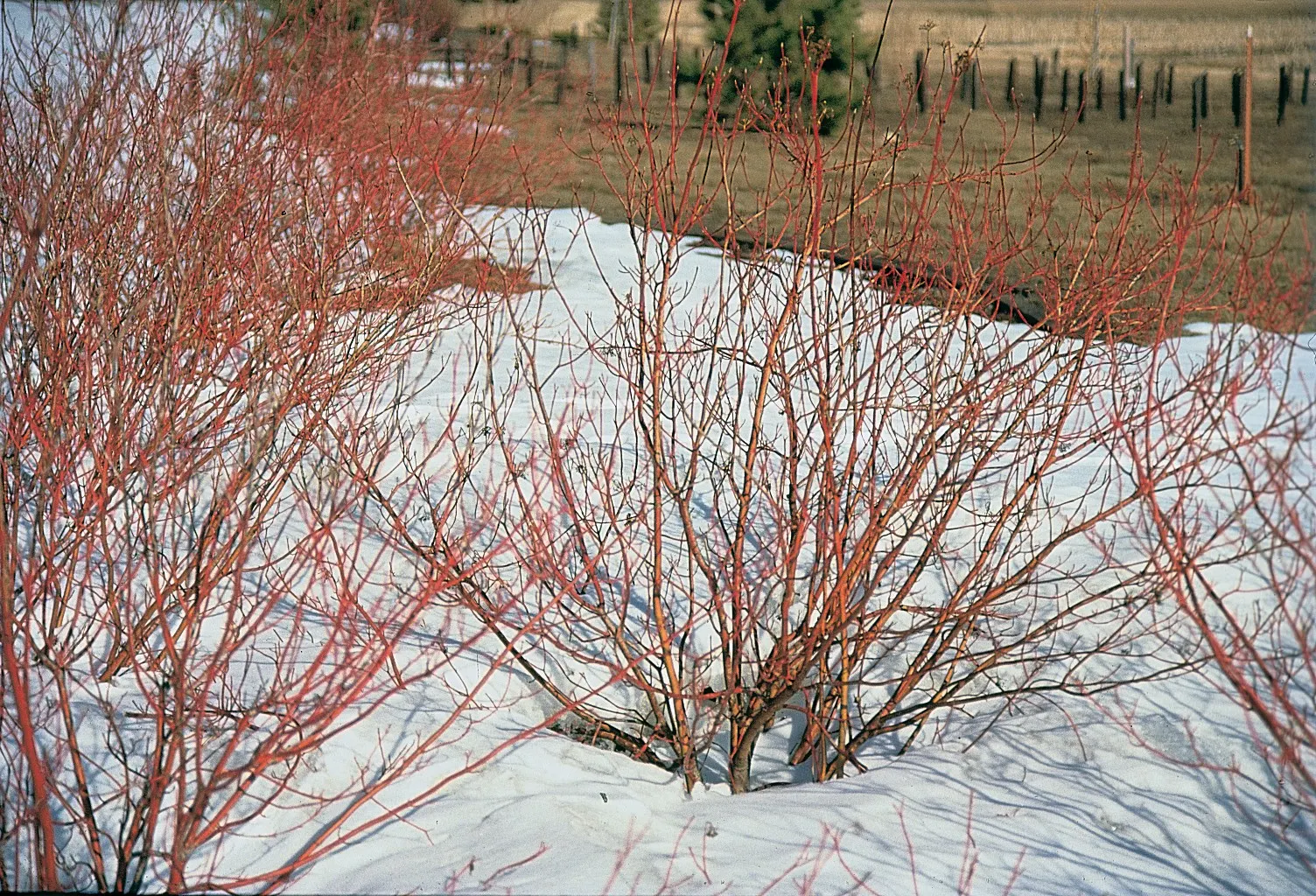 Western Dogwood (Cornus Nuttallii) — The Western Dogwood (Cornus nuttallii) is a prized deciduous tree, thriving in USDA zones 7-9; it reaches 15-30 feet in