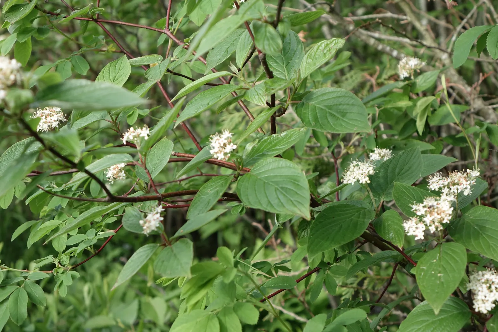 Western Dogwood (Cornus Nuttallii) — the tree's structure can provide a commanding presence in the landscape