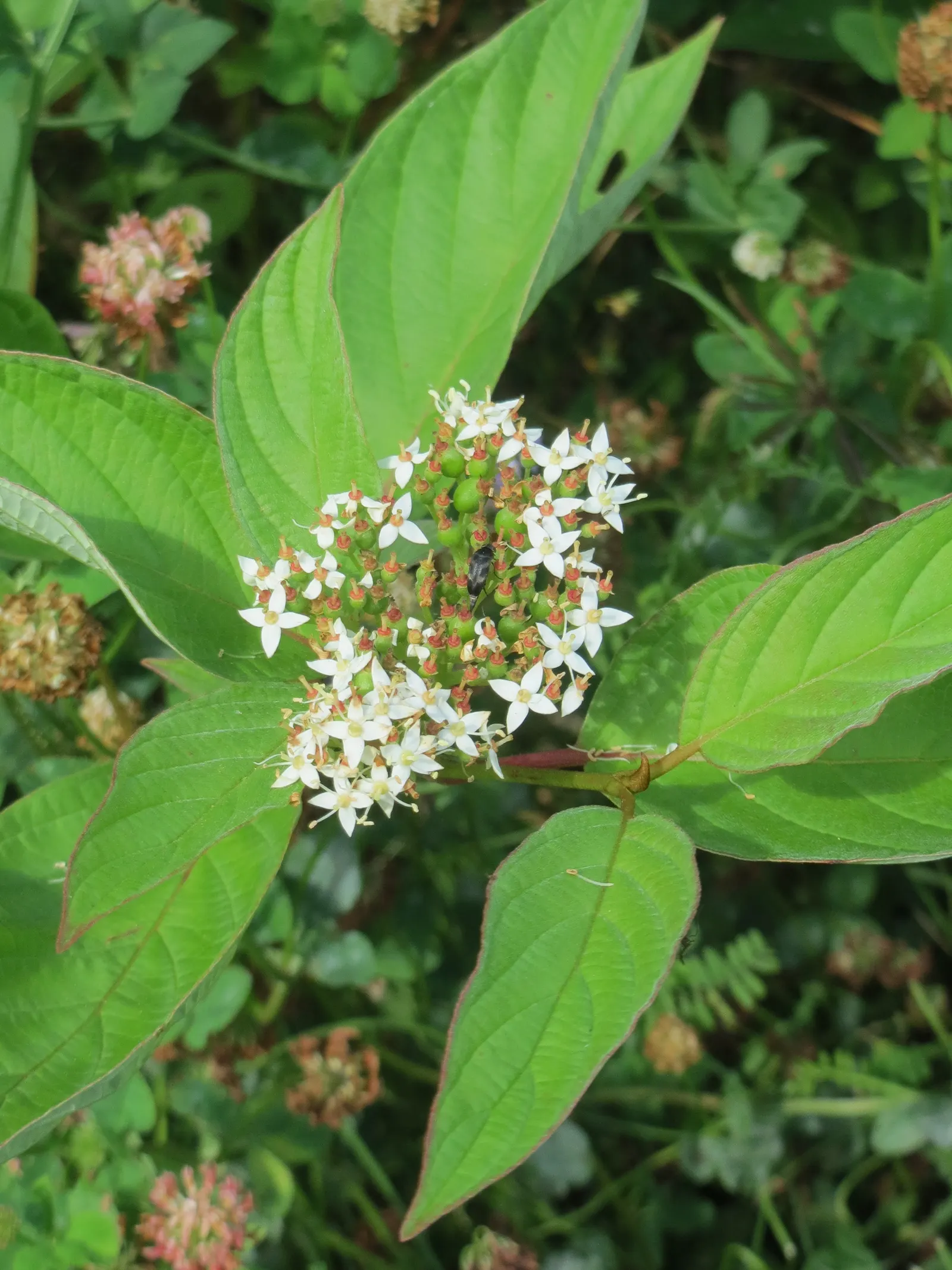 Western Dogwood (Cornus Nuttallii) — foliage transforms into a vivid display of reds and purples
