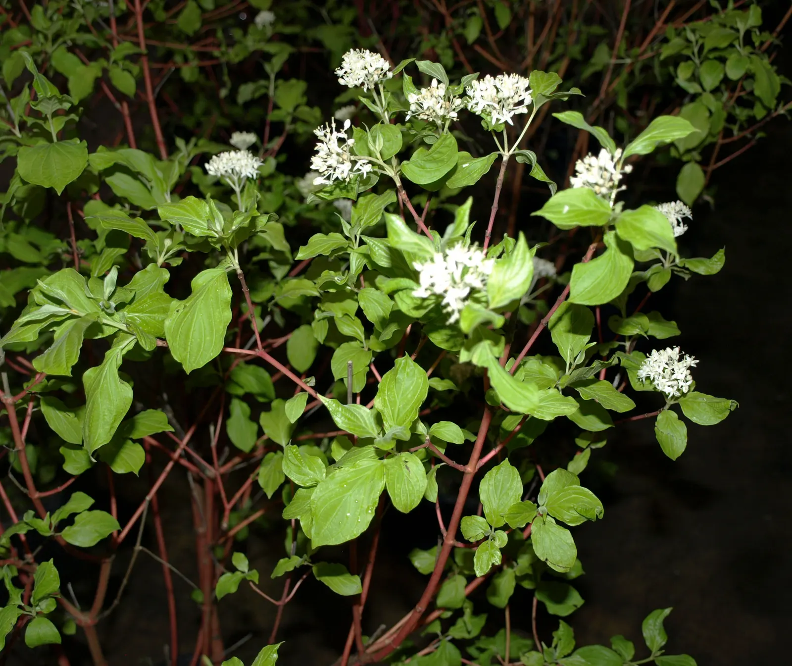 Western Dogwood (Cornus Nuttallii) — tree for full or half