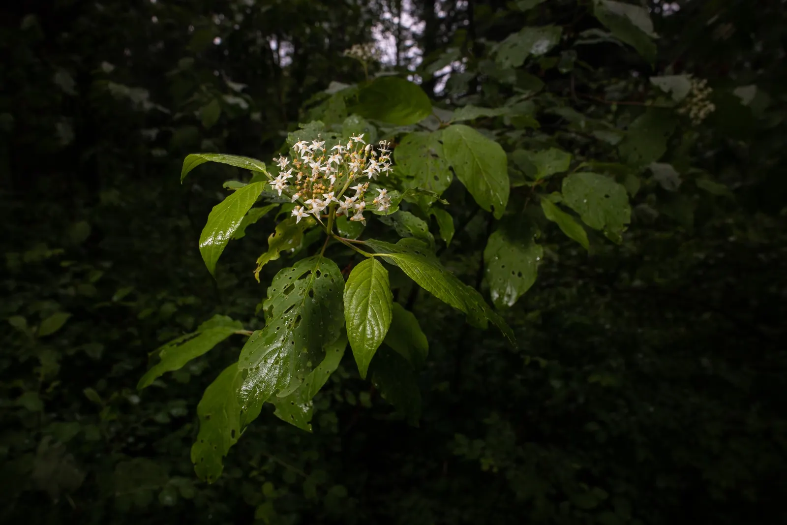 Western Dogwood (Cornus Nuttallii) — Originating from the western United States and Canada