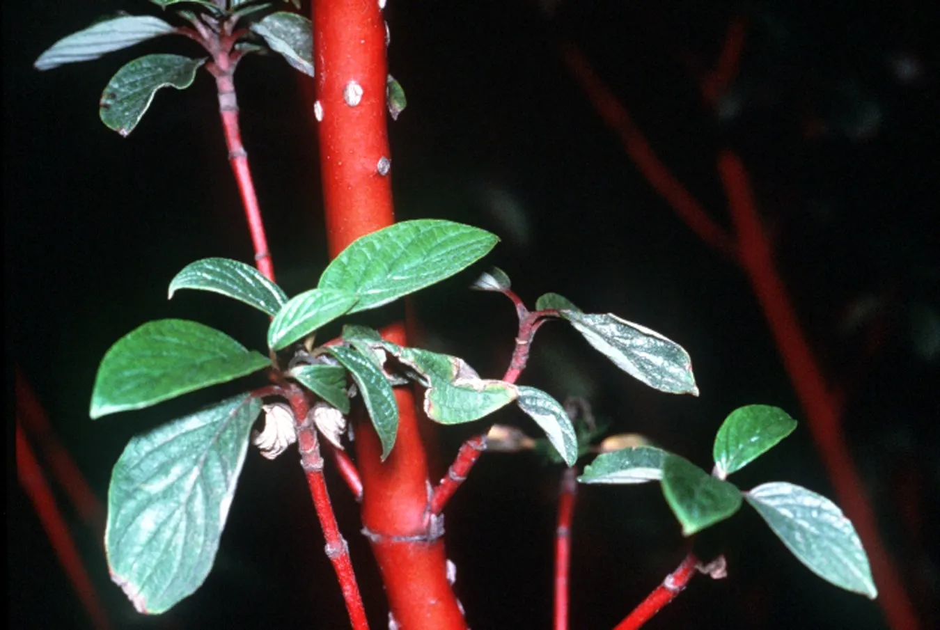 Western Dogwood (Cornus Nuttallii) — which encircle tiny clusters of true flowers