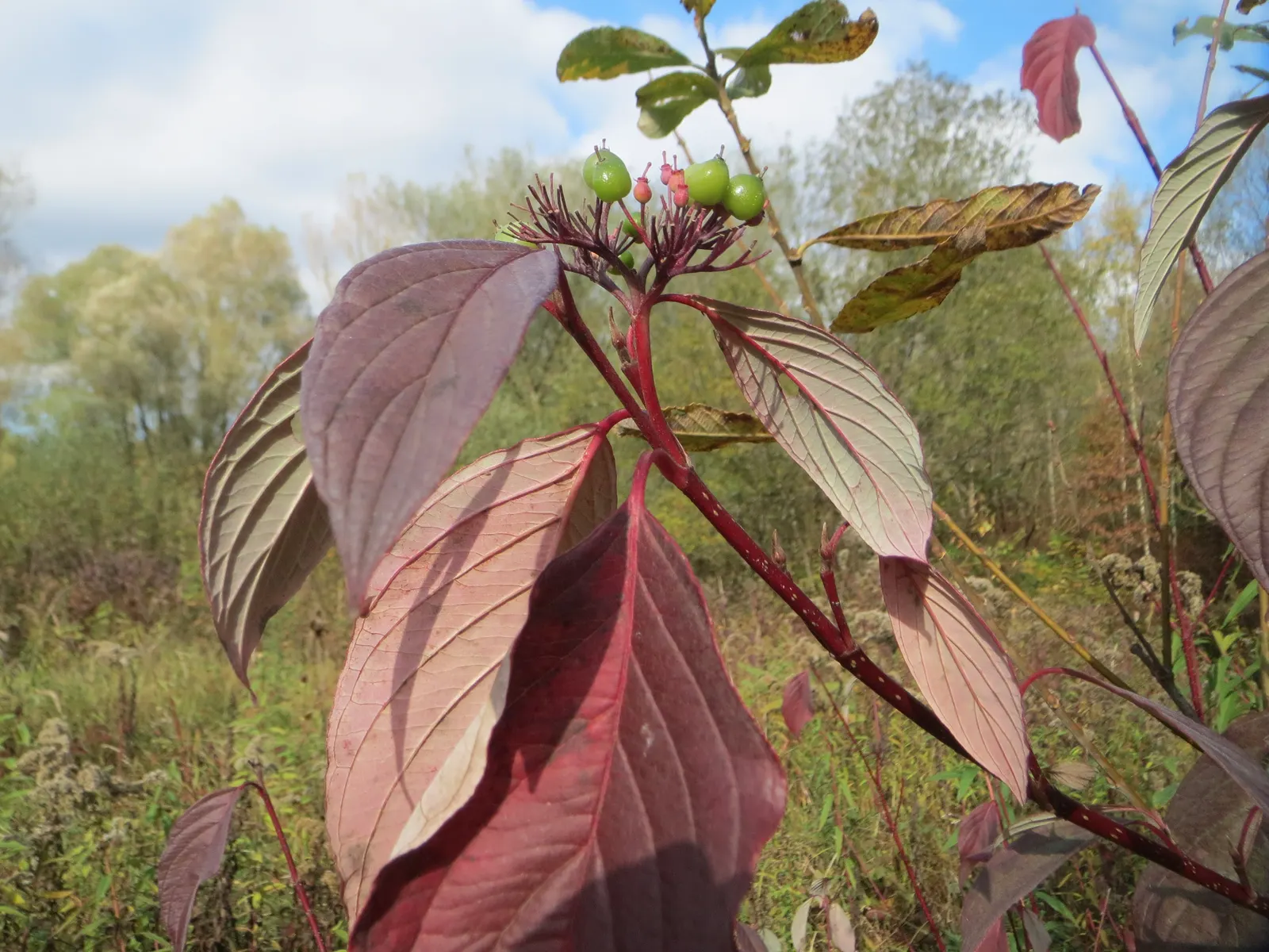 Western Dogwood (Cornus Nuttallii) — with a preference for some afternoon shade in the hotter climates
