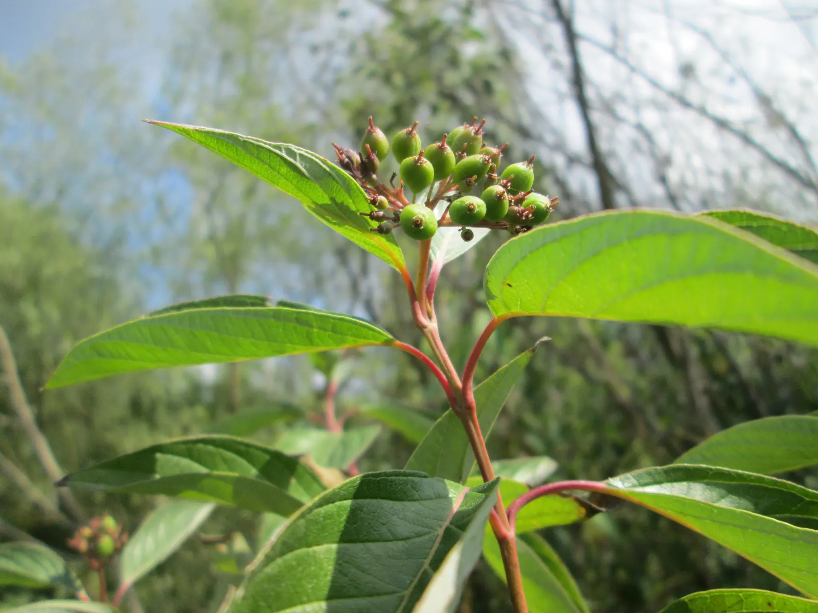 Western Dogwood (Cornus Nuttallii) — In the fall, foliage turns vibrant red-purple, complemented by bright red berries; white flowers in the garden