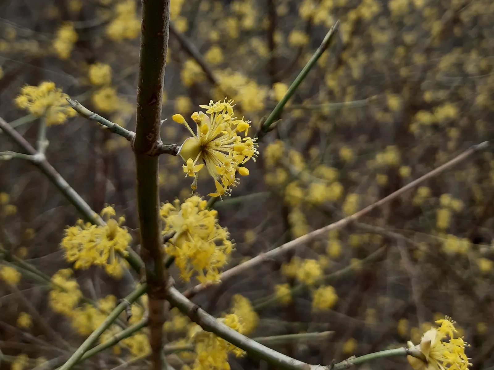 Western Dogwood (Cornus Nuttallii) — Moderate growth rate and partial to full sun exposure advised; tree with white blooms