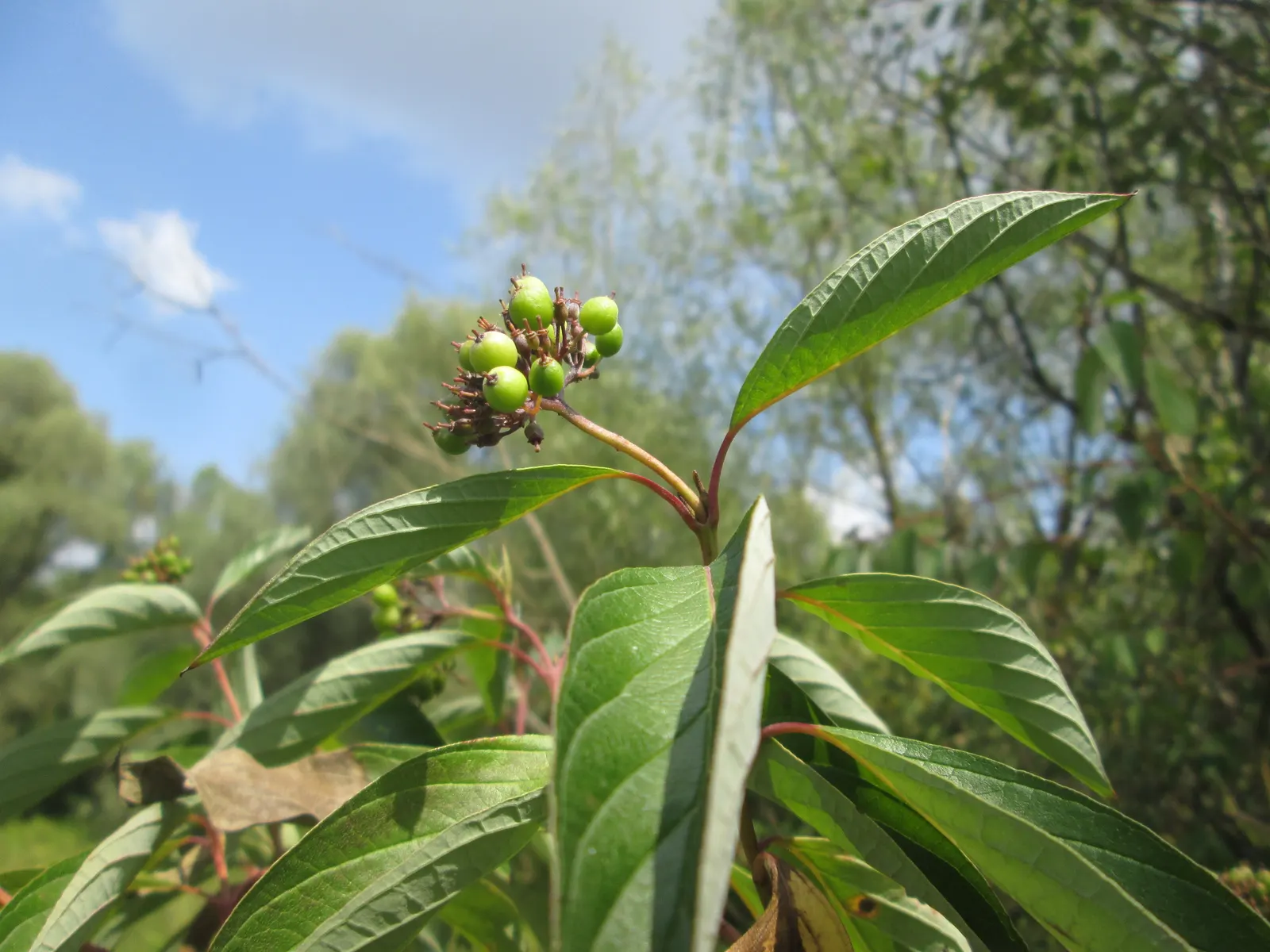 Western Dogwood (Cornus Nuttallii) — It boasts a striking spring display of white to pinkish petal-like bracts, encircling small greenish flowers; slightly