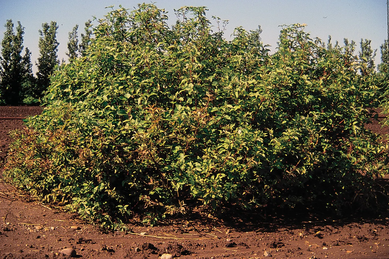 Western Dogwood (Cornus Nuttallii) — it thrives best in well-drained