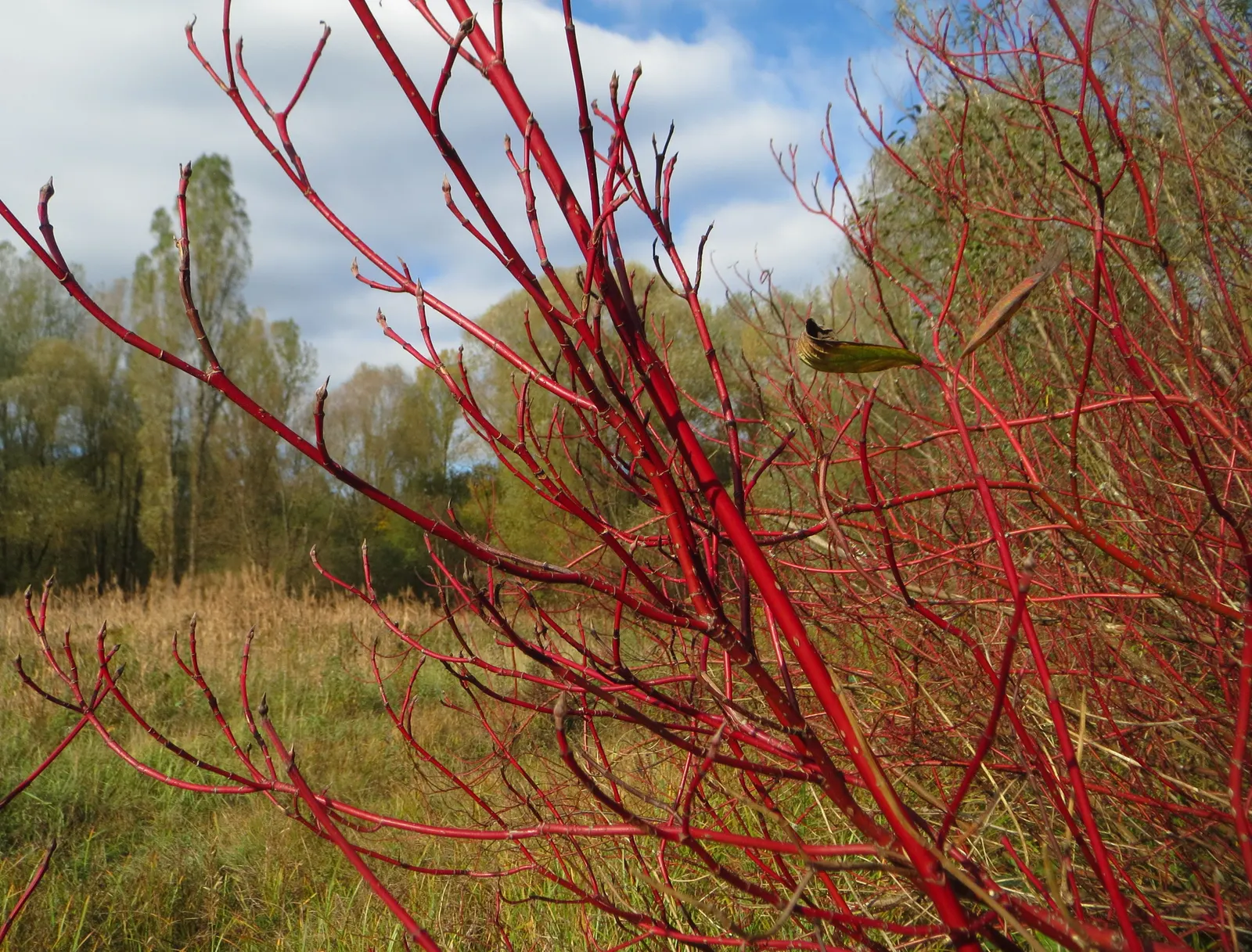 Western Dogwood (Cornus Nuttallii) — Regular watering and mulching will help maintain its health and enhance its beauty within your garden