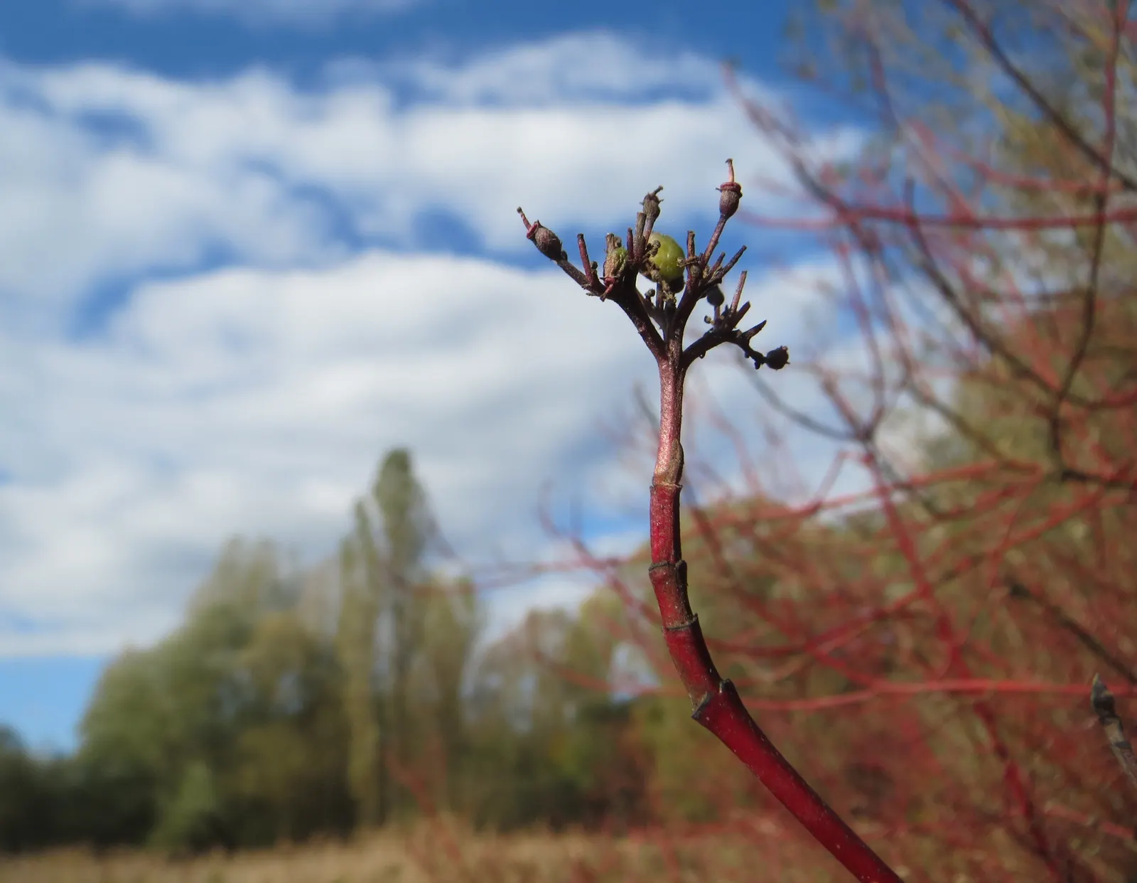 Western Dogwood (Cornus Nuttallii) — tree with white blooms