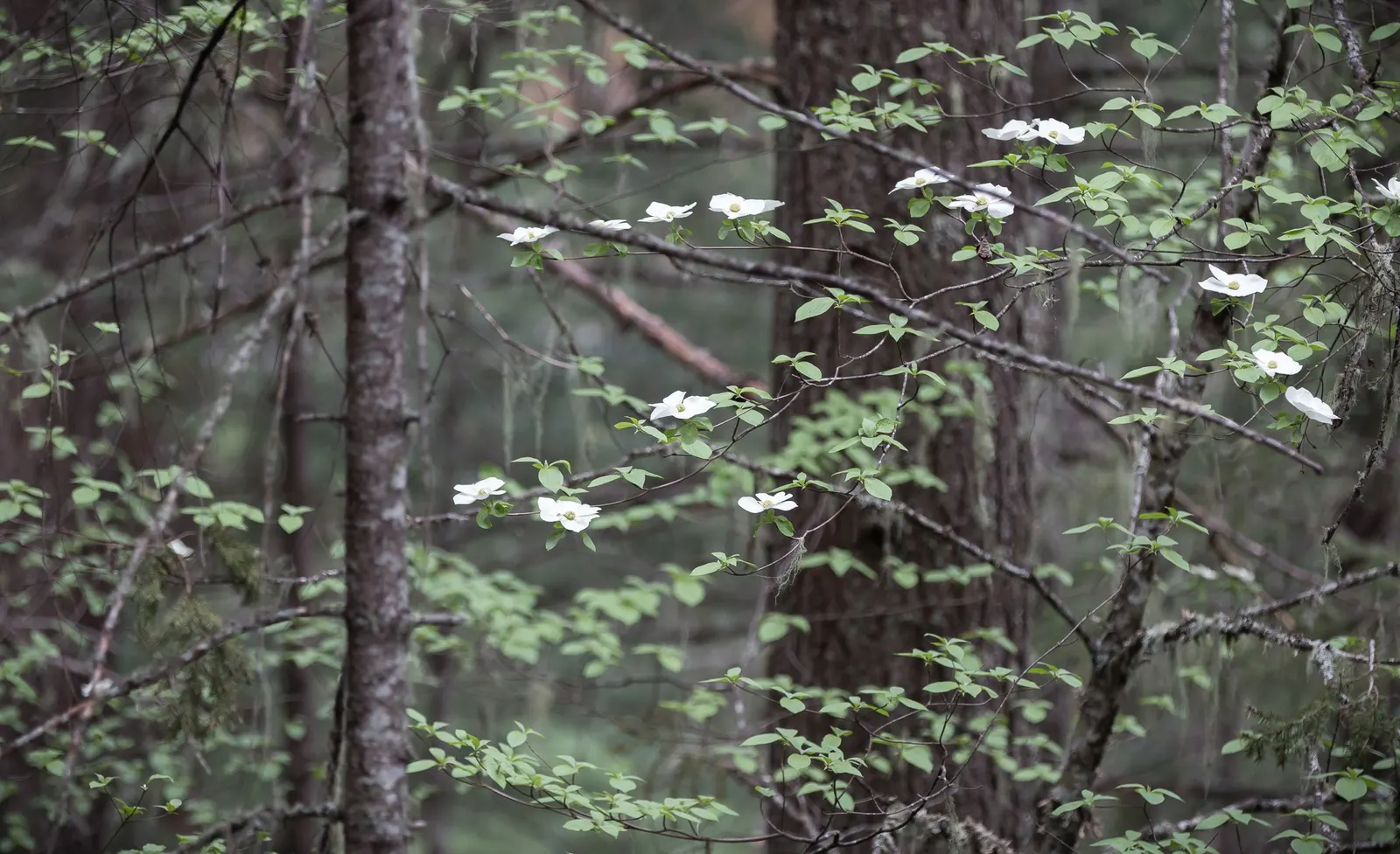 Western Dogwood (Cornus Nuttallii) — Prefers moist, well-drained acidic soil; with a preference for some afternoon shade in the hotter climates