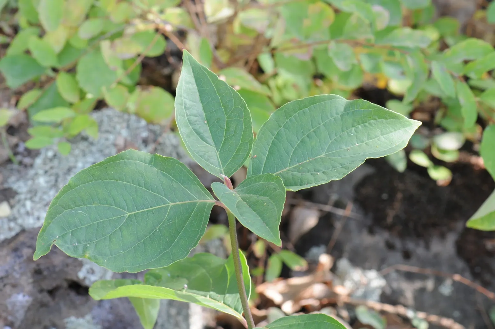 Western Dogwood (Cornus Nuttallii) — Moderate growth rate and partial to full sun exposure advised