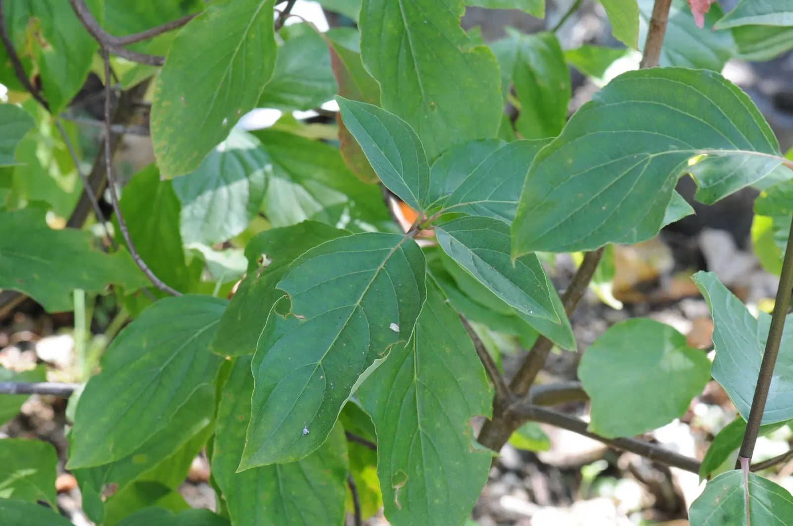 Western Dogwood (Cornus Nuttallii) — It reaches 15-30 feet in height and spreads 15-25 feet; prefers moist, well-drained acidic soil, image 104