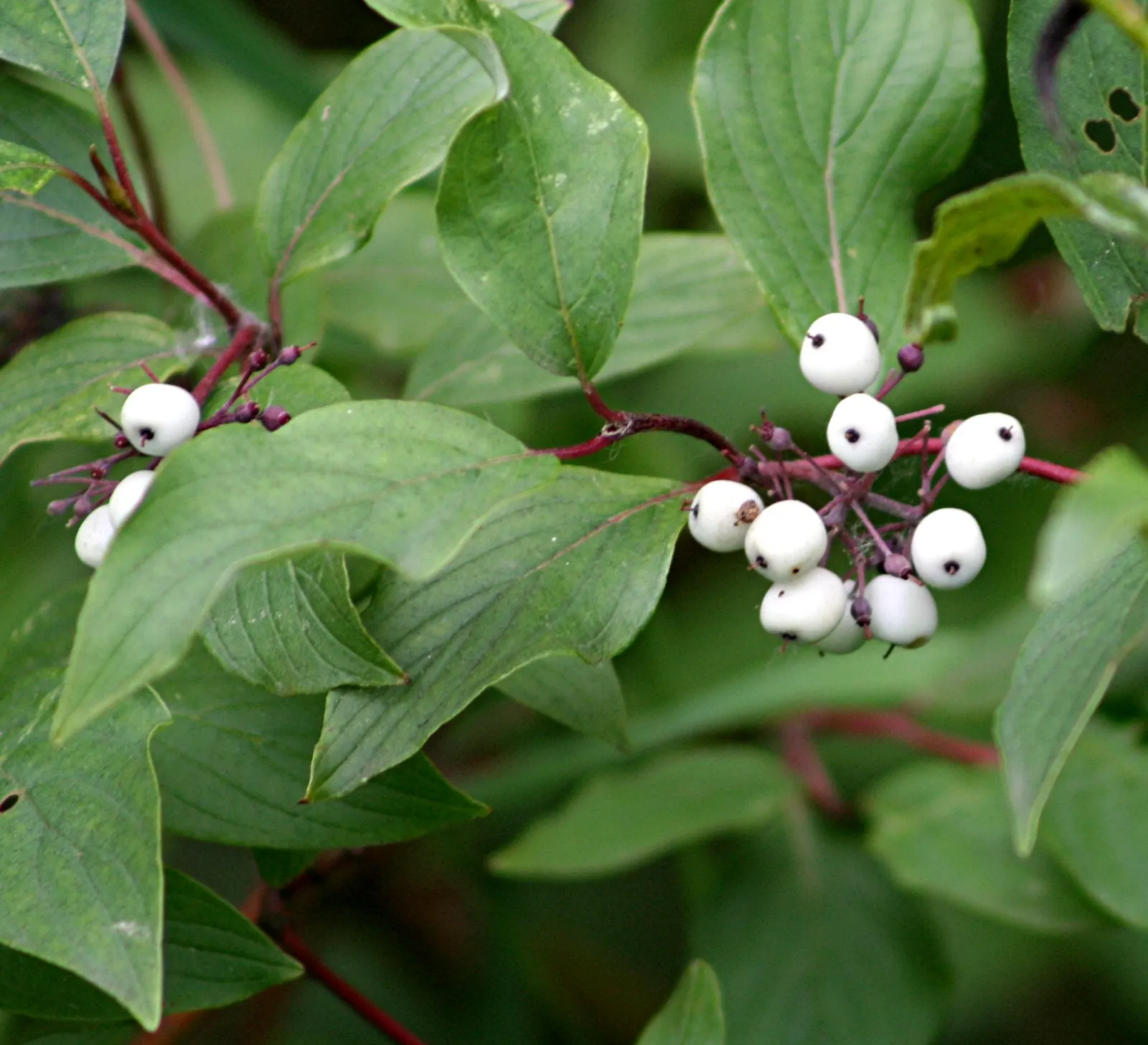 Western Dogwood (Cornus Nuttallii) — commonly referred to as the Western Dogwood or Pacific Dogwood