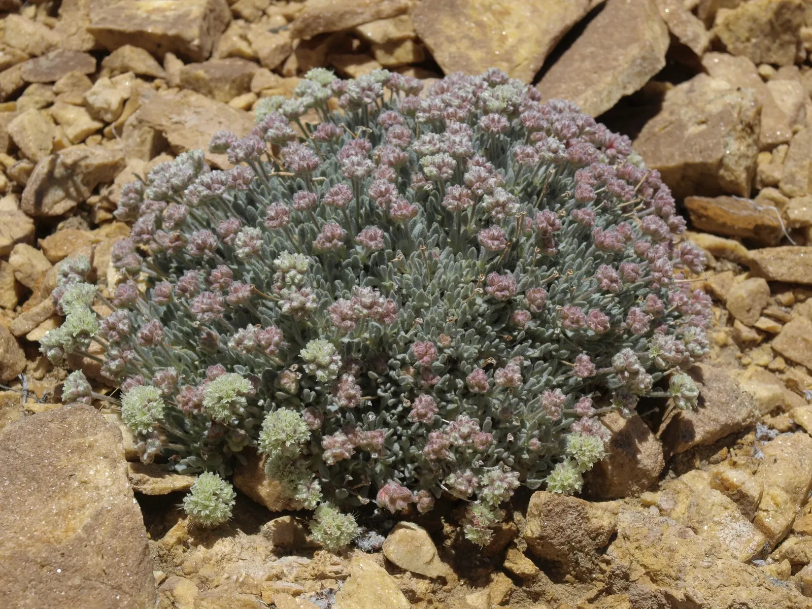 Interior California Buckwheat (Eriogonum Fas. V. Polifolium) — polifolium) is a hardy, evergreen shrub native to California