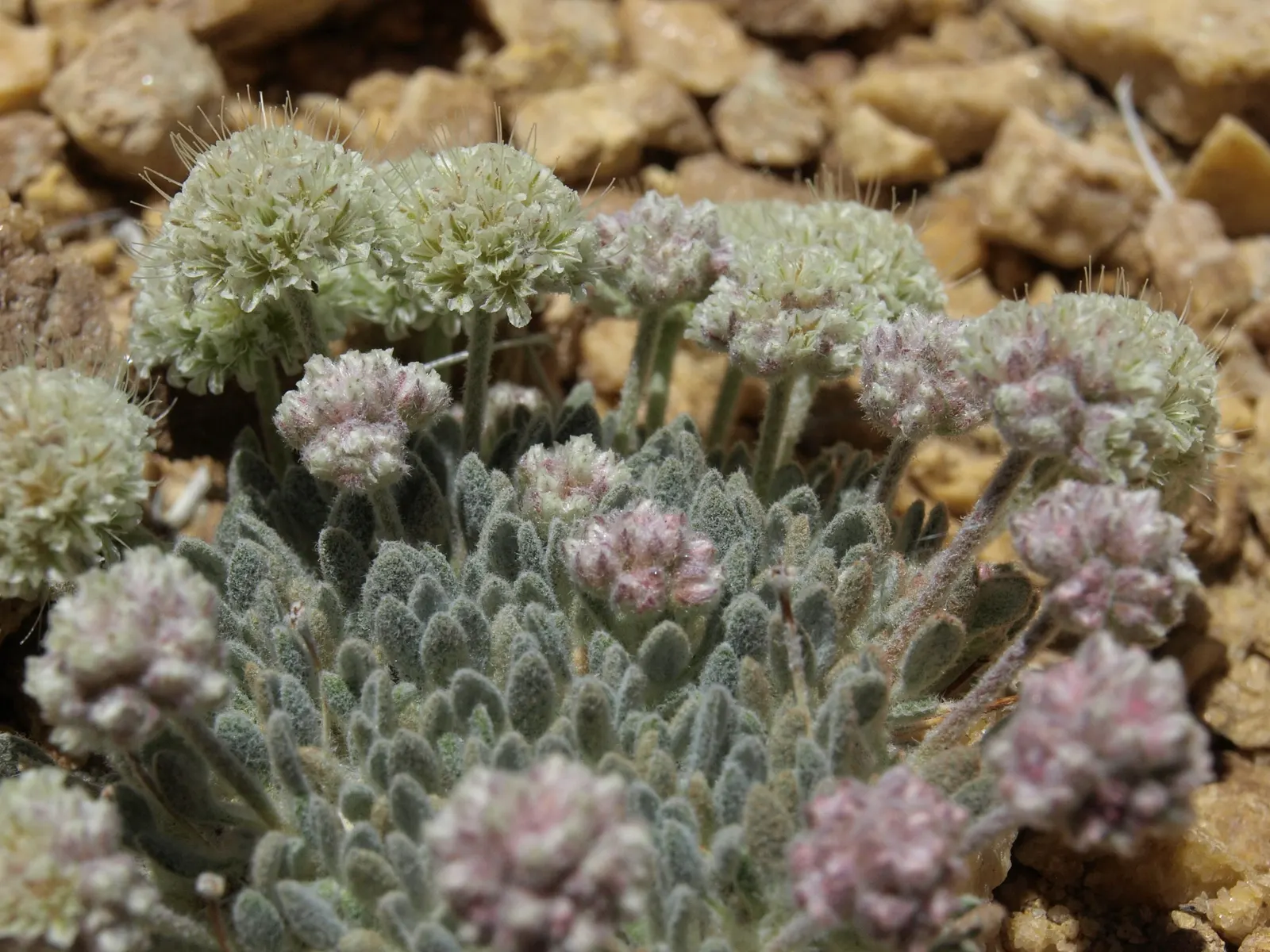 Interior California Buckwheat (Eriogonum Fas. V. Polifolium) — It flourishes in full sun, reaching 2-3 feet in height and width