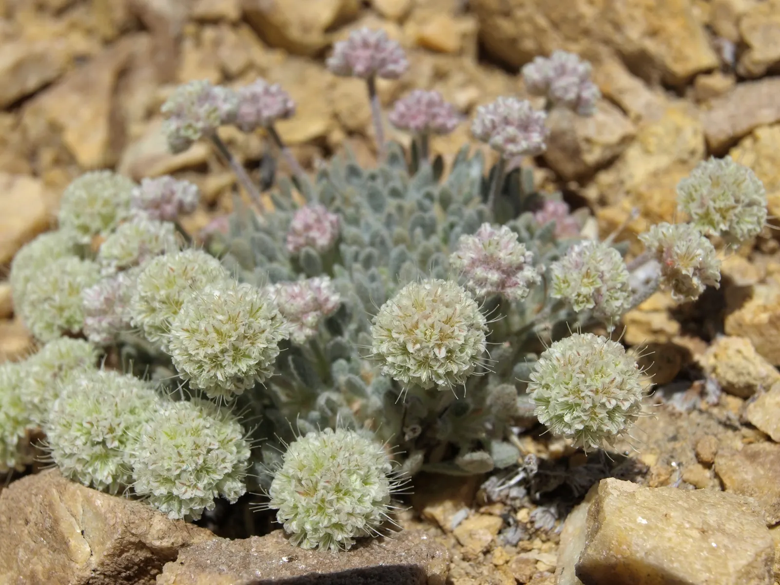 Interior California Buckwheat (Eriogonum Fas. V. Polifolium) — The Interior California Buckwheat (Eriogonum fasciculatum var