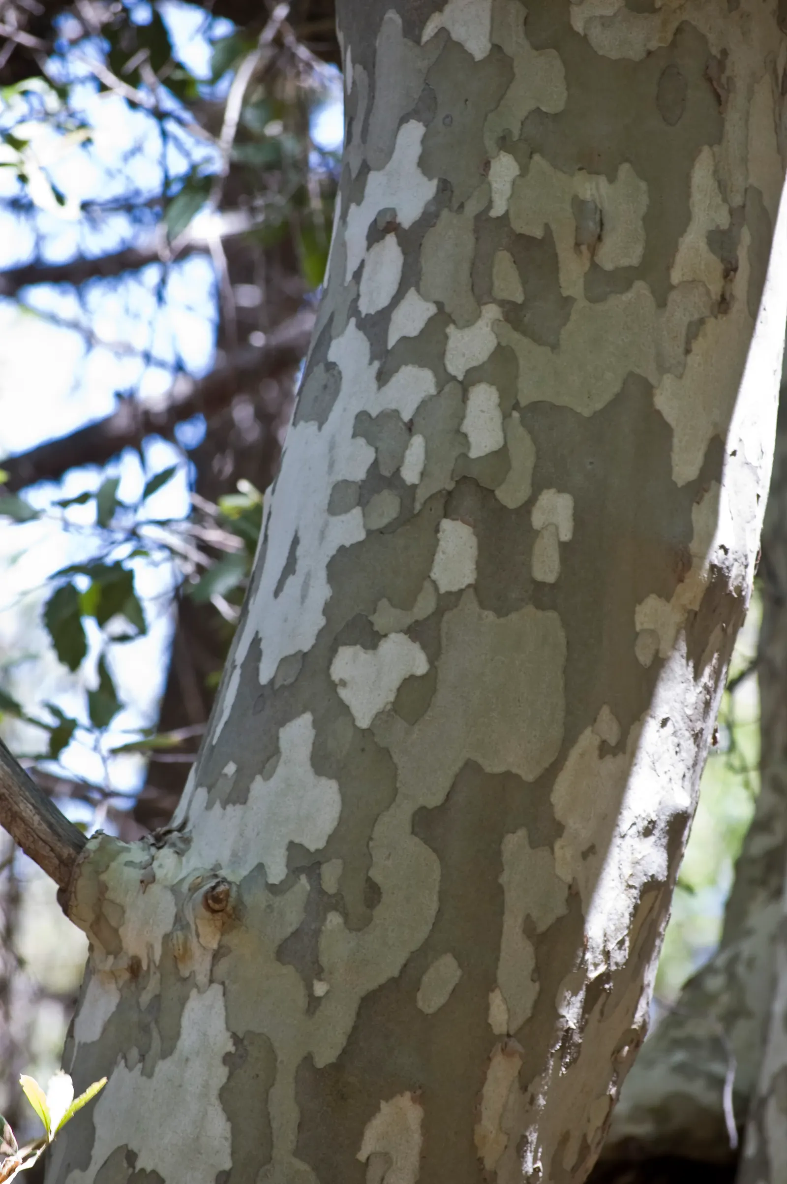 California Sycamore (Platanus Racemosa) — It produces spherical seed clusters and is an excellent choice for large landscapes