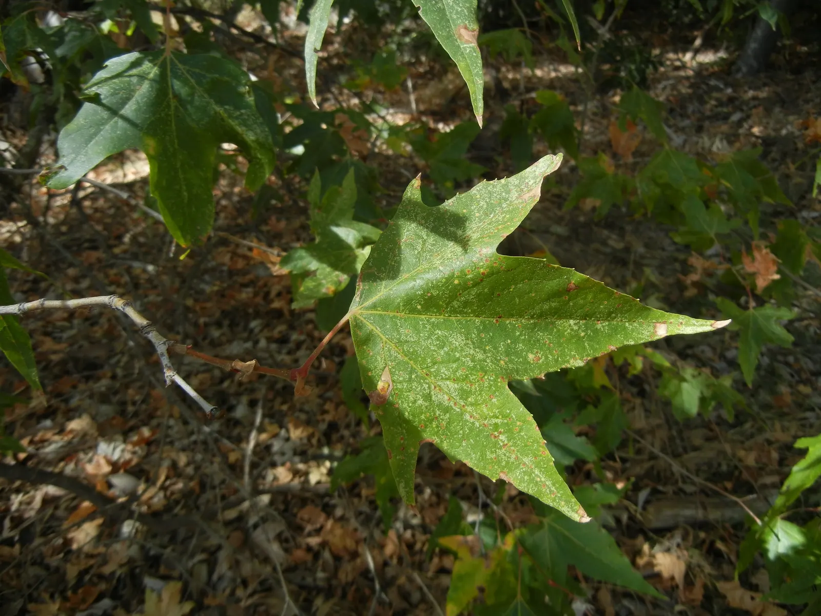 California Sycamore (Platanus Racemosa) — Its distinctive features include mottled bark and broad, maple-like leaves spanning 4-10 inches wide
