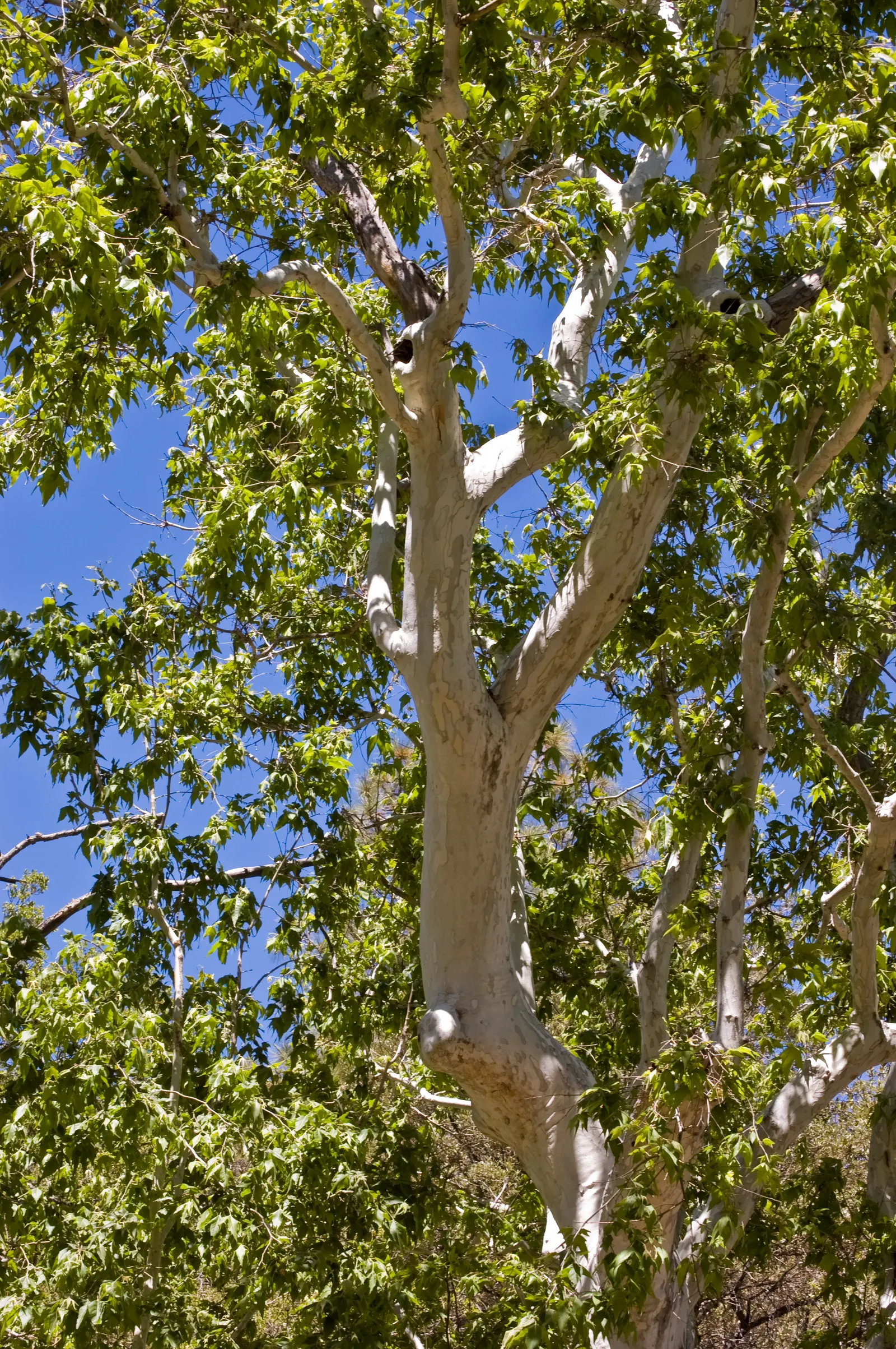 California Sycamore (Platanus Racemosa) — offering impressive shade and habitat for wildlife._zones 7-10