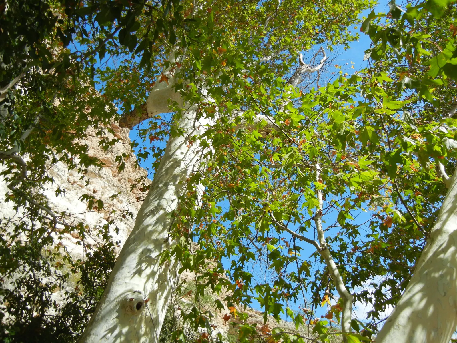 California Sycamore (Platanus Racemosa) — The California Sycamore (Platanus racemosa) is a majestic, deciduous tree reaching heights up to 100 feet