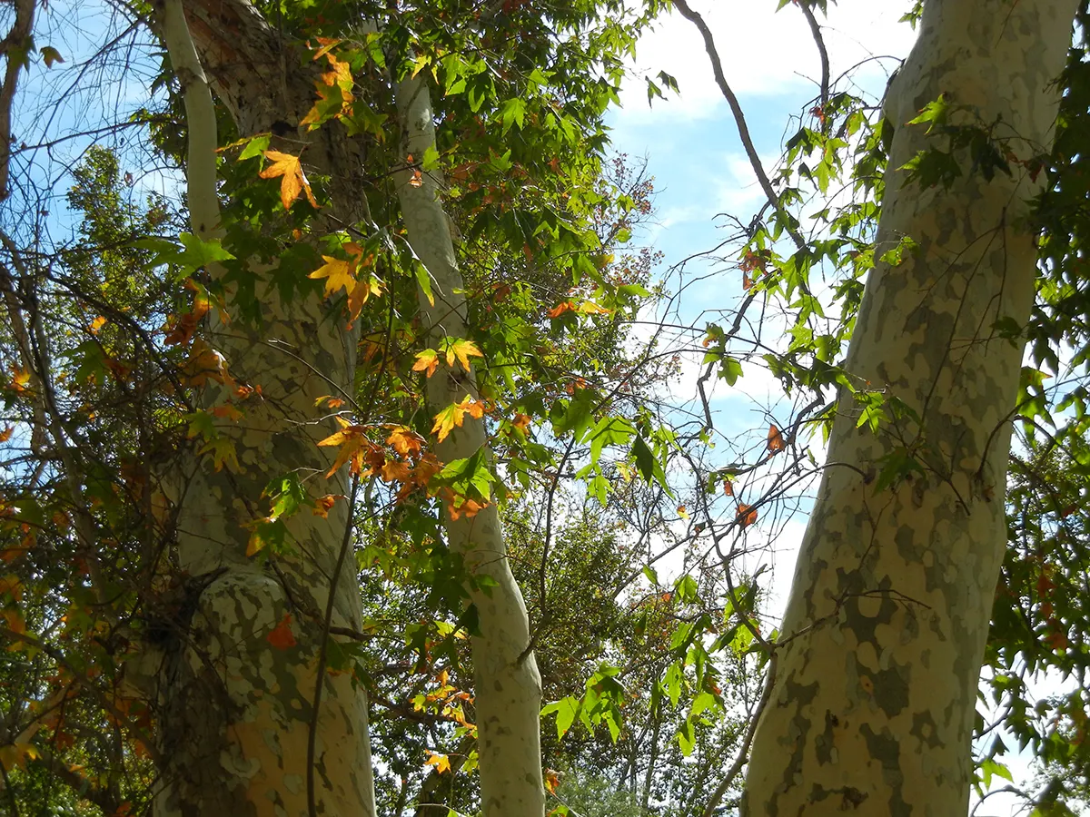 California Sycamore (Platanus Racemosa) — It presents a grand appearance with a mosaic of white