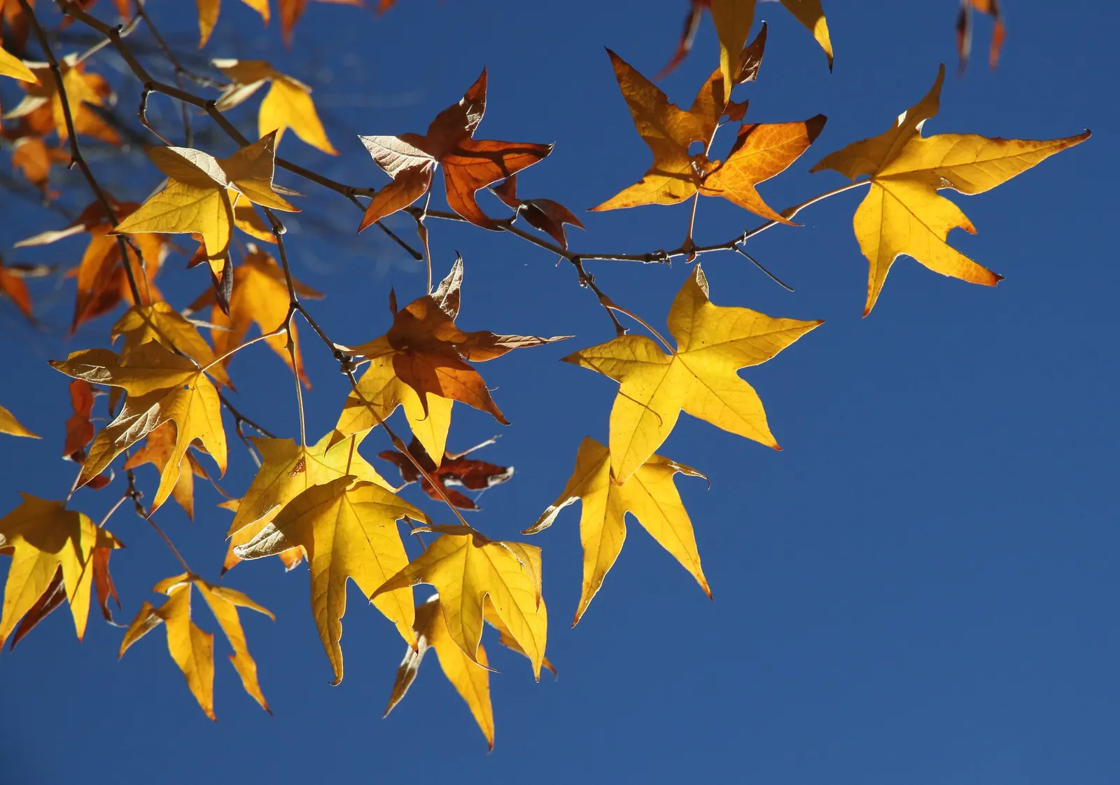California Sycamore (Platanus Racemosa) — This stately deciduous tree is renowned for its robust stature
