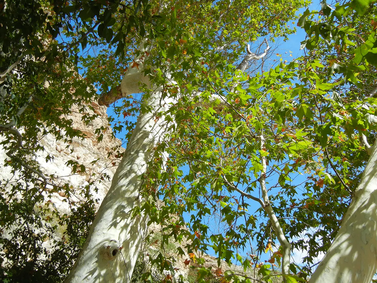 California Sycamore (Platanus Racemosa) — reaching heights of 40 to 100 feet with a canopy spread of 40 to 70 feet