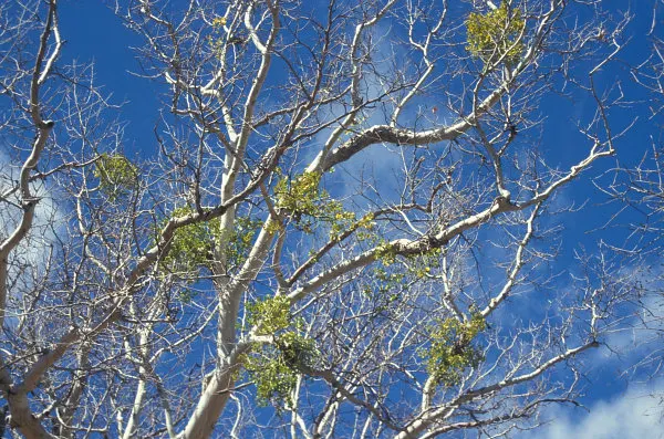 California Sycamore (Platanus Racemosa) — and brown on its mottled bark