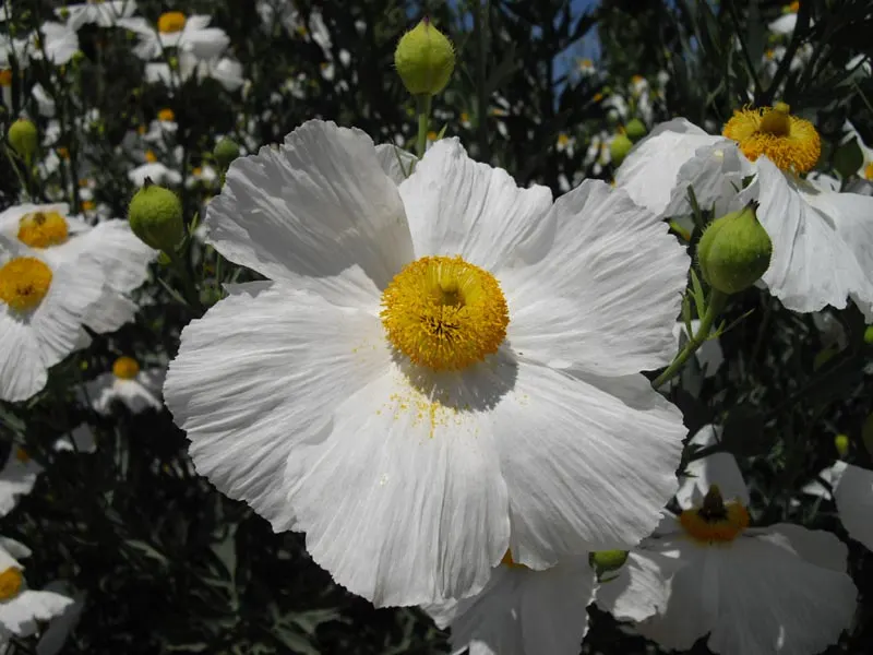 Matilija Poppy (Romneya Coulteri) — This drought-tolerant plant reaches heights of 5-8 feet and spreads vigorously up to 5 feet wide