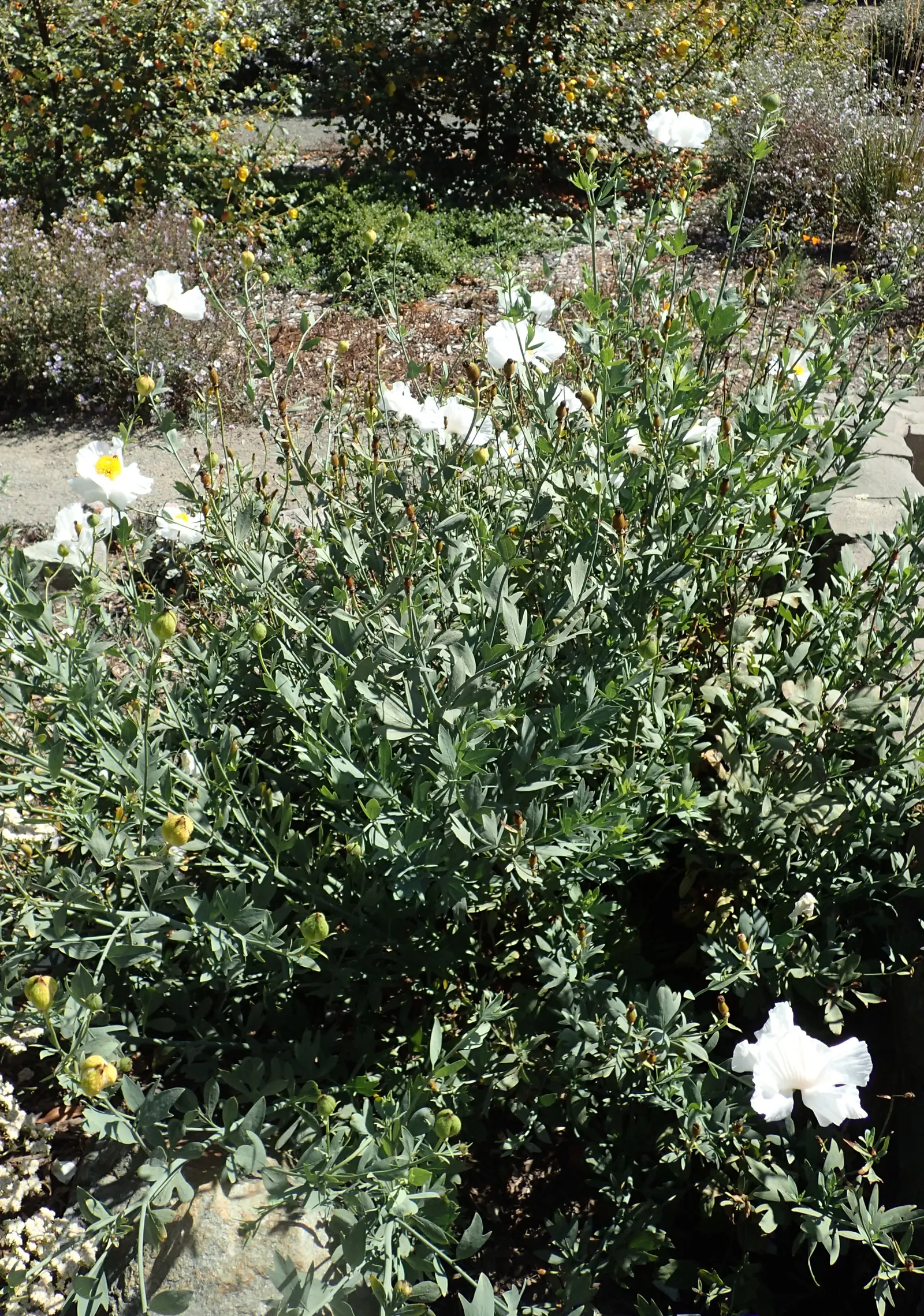 Matilija Poppy (Romneya Coulteri) — it can be managed with regular maintenance to prevent unwanted spread